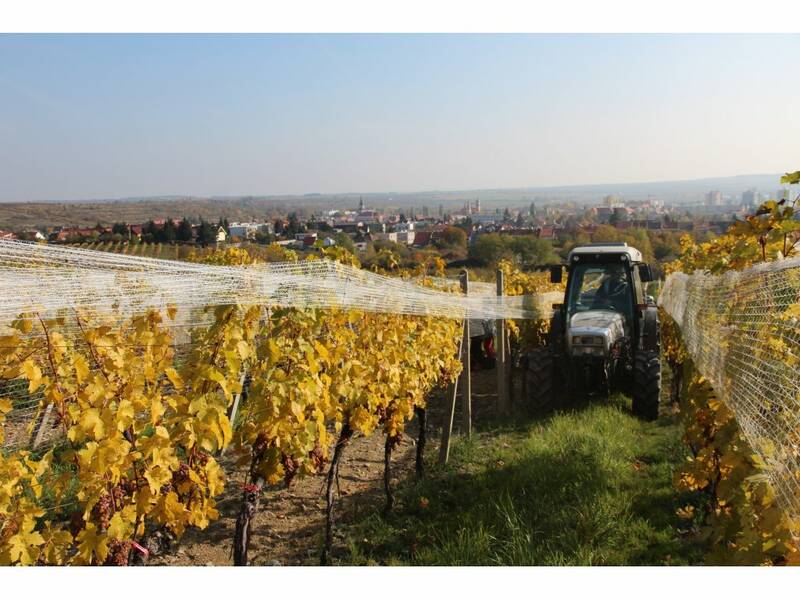 Vineyard Plázle, Modra